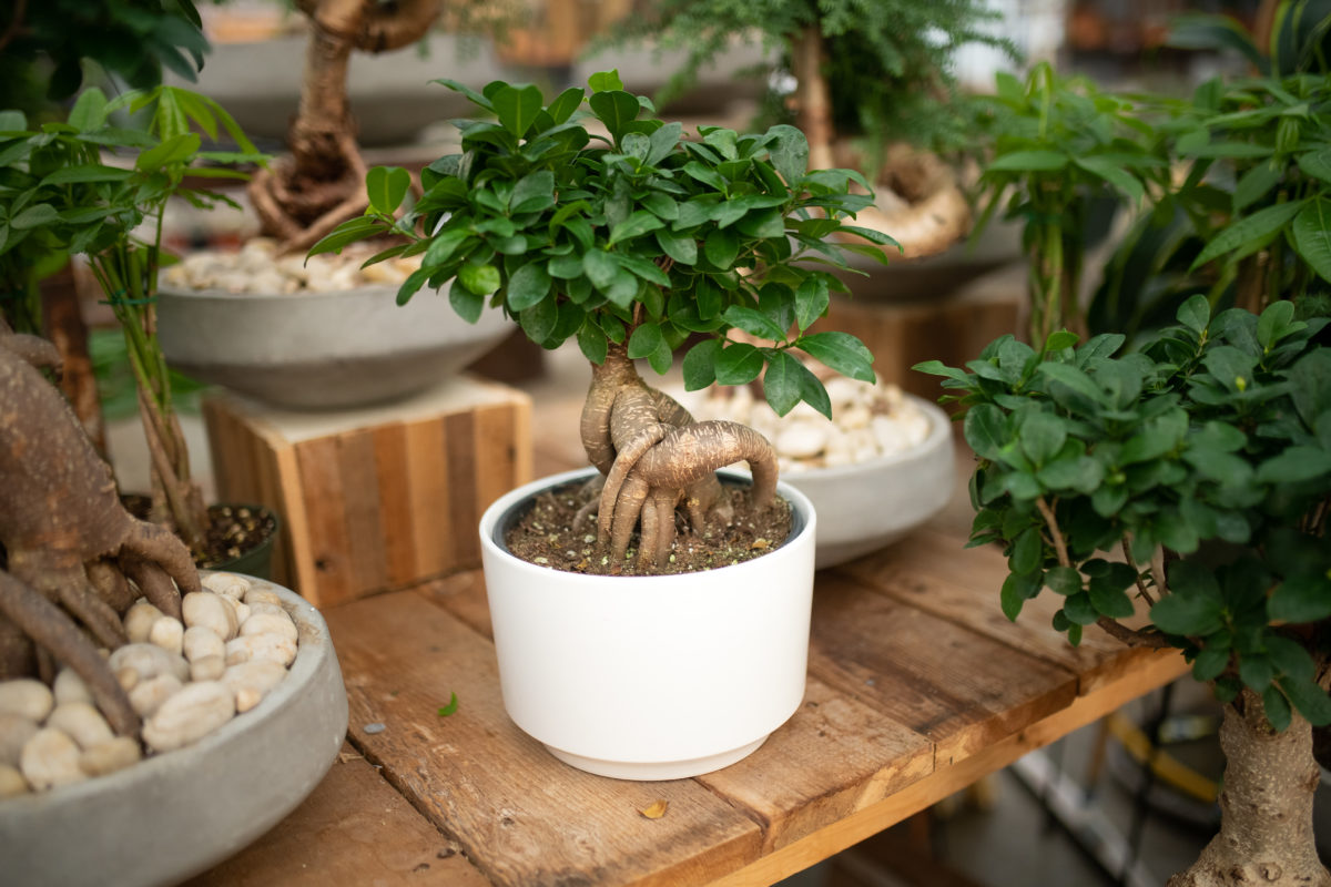 Add Elegance To Your Home With Bonsai Trees