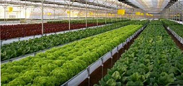 Hydroponics Equipment Supplier