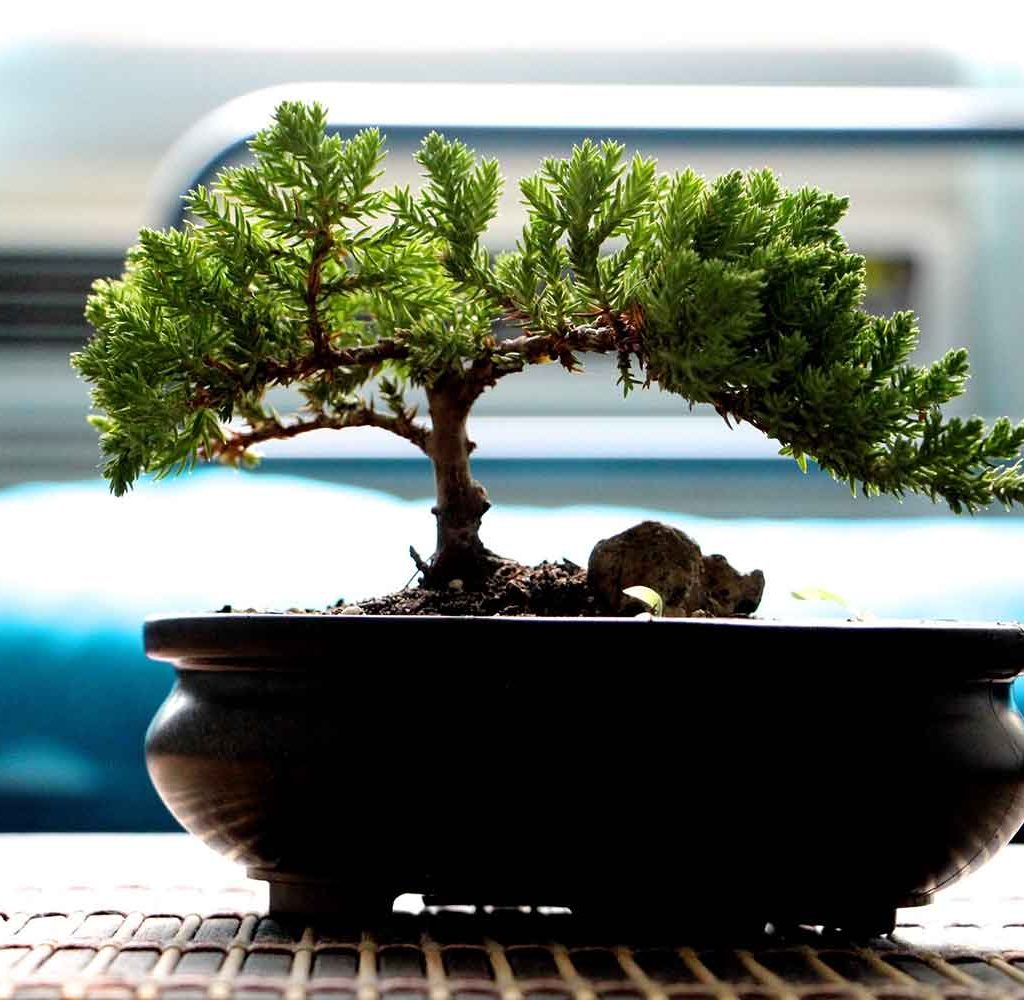 Bonsai Trees